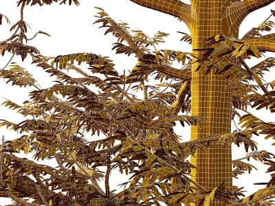 Mountain Ash Tree 10 3D model
