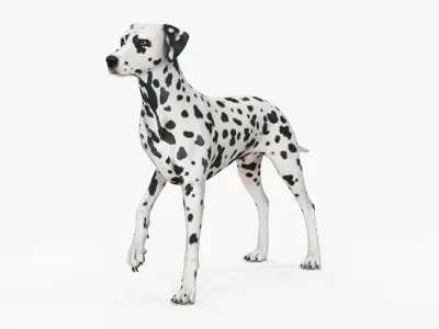 Spotted Dalmatian Dog Rigged for Maya 3D model