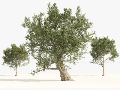  Mediterranean Olive Trees 