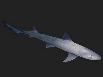Shark Low-poly 3D model 17