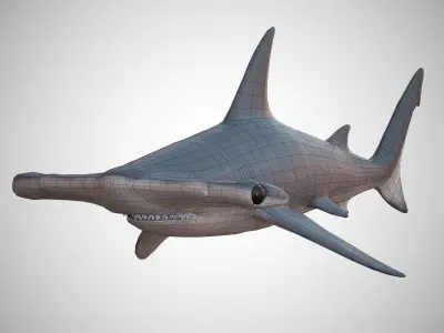 Hammerhead Shark Low-poly 3D model 3