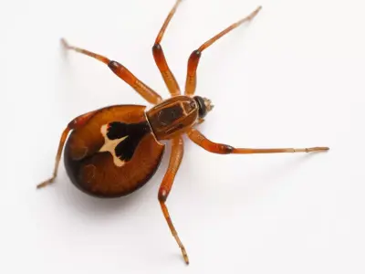 Brown Spider model pack Low-poly 3D model