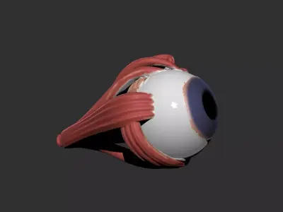 eye human anatomy organ 3D print model