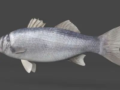 Seabass Fish 3D model buy