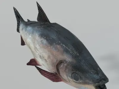 Bocachico fish Low-poly 3D model