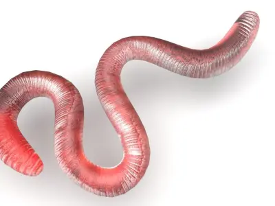 Earthworm 3D model 2