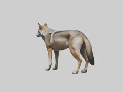 Indian Wolf Low-poly 3D model