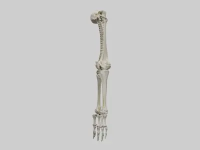 Leg skeleton Low-poly 3D model
