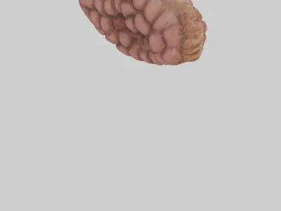 Leopard Large Intestine Low-poly 3D model