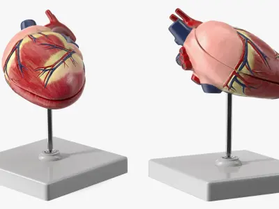  Canine Heart Anatomy Model On Stand 