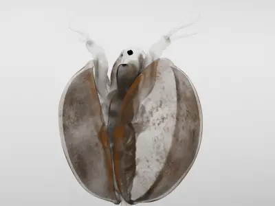 Lynceus 3D model