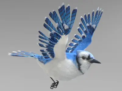  Blue Jay Animated 