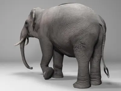 Asian Elephant Animated 3D model