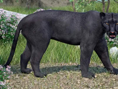 Black Panther Walking Pose 3D model