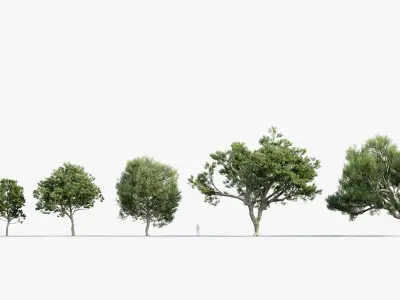 Quercus ilex Holm oak 3D model