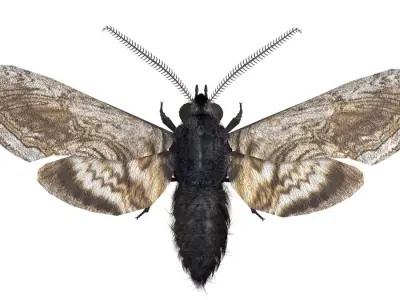 Moth Insect Rigged 3d model Free low-poly 3D model