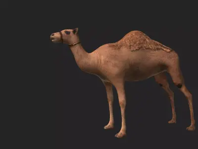 Camel Low-poly 3D model get