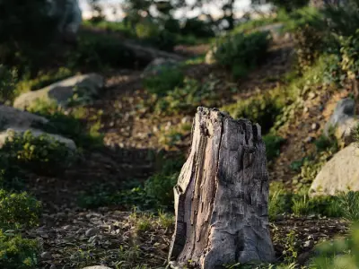  Medium Broken Damaged Stump Model 
