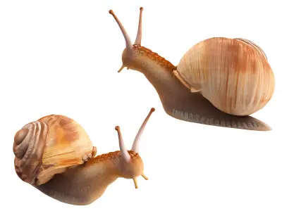 Snail 3D model