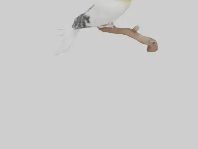Cockatiel singing model Low-poly 3D model