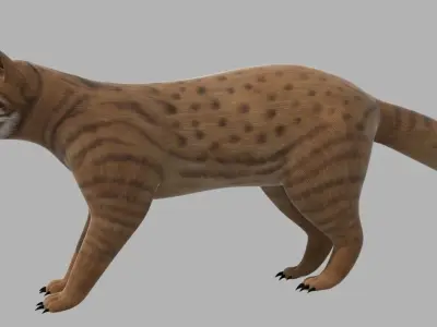 Lynx Animal 3D model