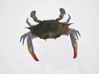 BlueCrab 3D model