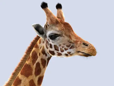Giraffe (2) (ANIMATED) (FUR) 3D model