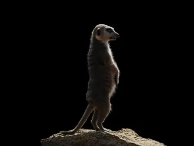 Meerkat Rigged Blender 3D model
