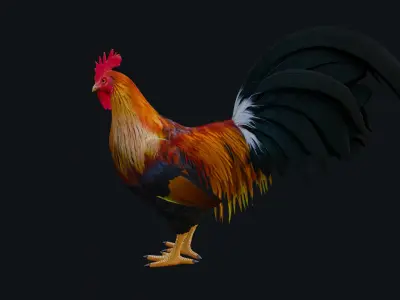 Rooster 3D model shop