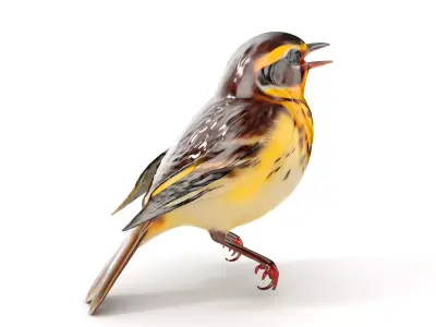 Realistic Bird Model Pack with Detailed Textures Low-poly 3D model