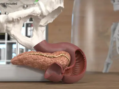 Plastic Model of Pancreas Cut 3D model