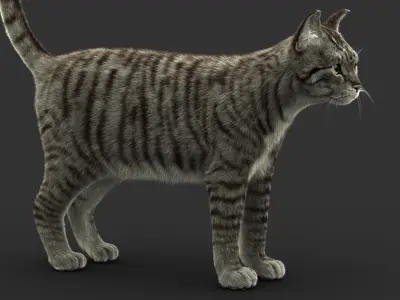 Cat (2) (Mackerel Tabby) (FUR) 3D model