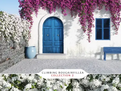  Climbing Bougainvillea Collection 2 (+GrowFX) 