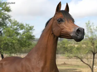 Arabian Horse Brown Fur Rigged  purchase 3D model