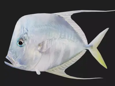 Trevally Low-poly 3D model 2