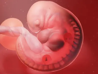 Fetus Anatomy Week 5 Animated 3D model
