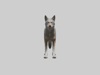 Indian Wolf Low-poly 3D model