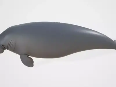 Dugongo 3D model