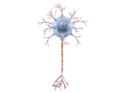  Neuron 