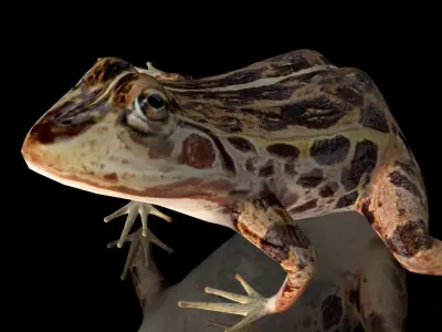 cascades frog Low-poly 3D model