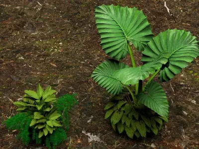 Plants 3D 3D model