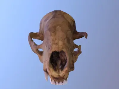 Badger Skull Scan 3D model