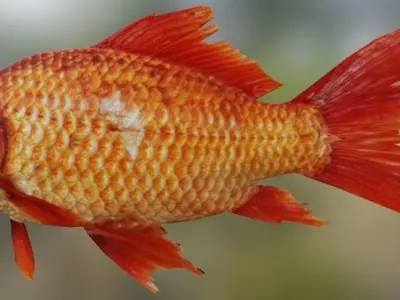 Goldfish 3D model purchase