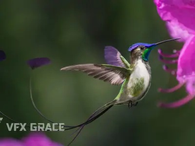 Hummingbird Animation VFX Grace 3D model