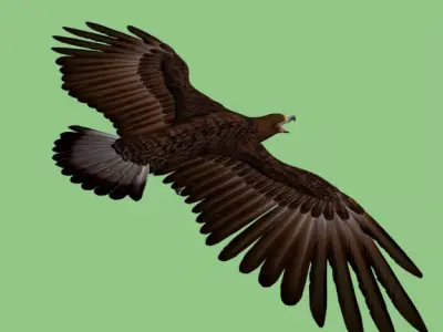GoldenEagle eagle 3D model