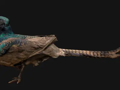Pheasant Bird Low-poly 3D model