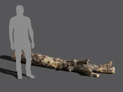  Large Branched Conifer Log Model 