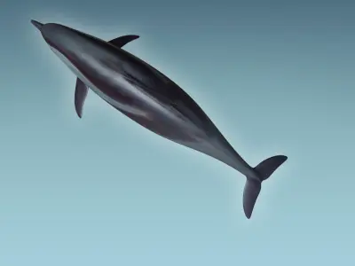Dolphin 3D model 4