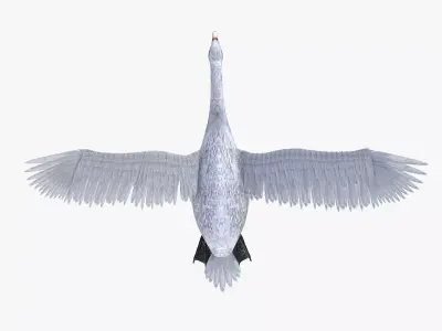 Swan bird rigged 3d model Low-poly 3D model