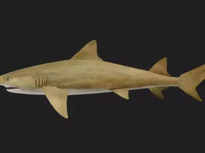 Shark Low-poly 3D model 10